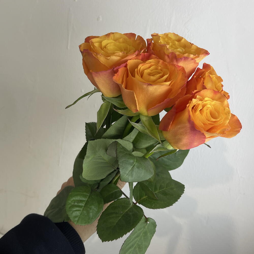 Розы рыжие 🧡5