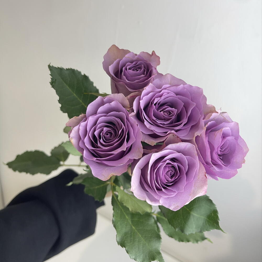Розы фиолетовые 💜 5