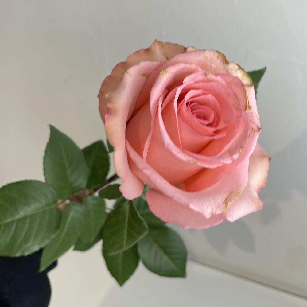 Розы нежные 💖