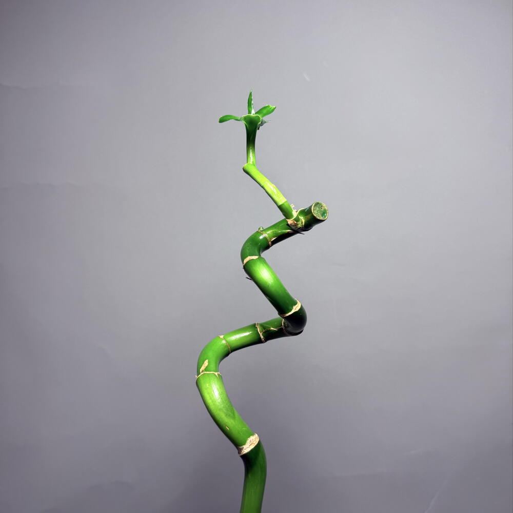 Lucky Bamboo