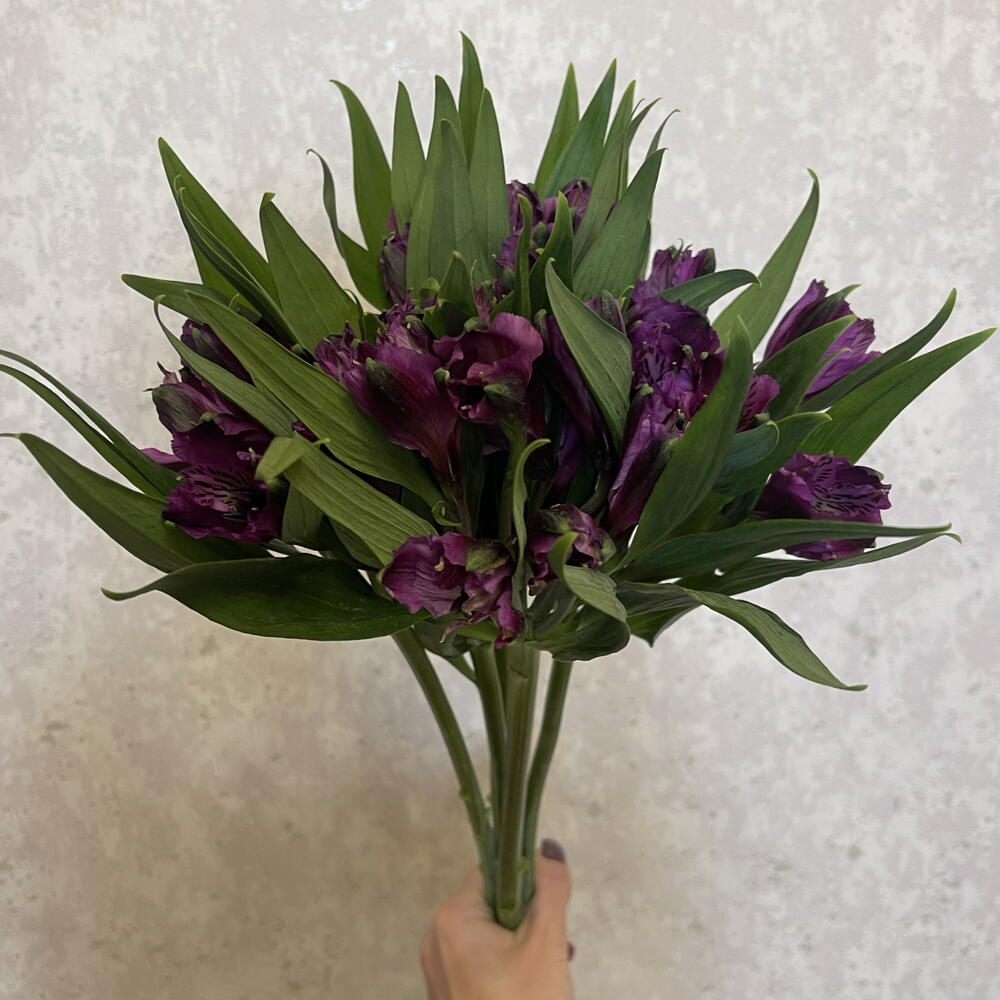Альстромерия фиолетовая 💜 5шт