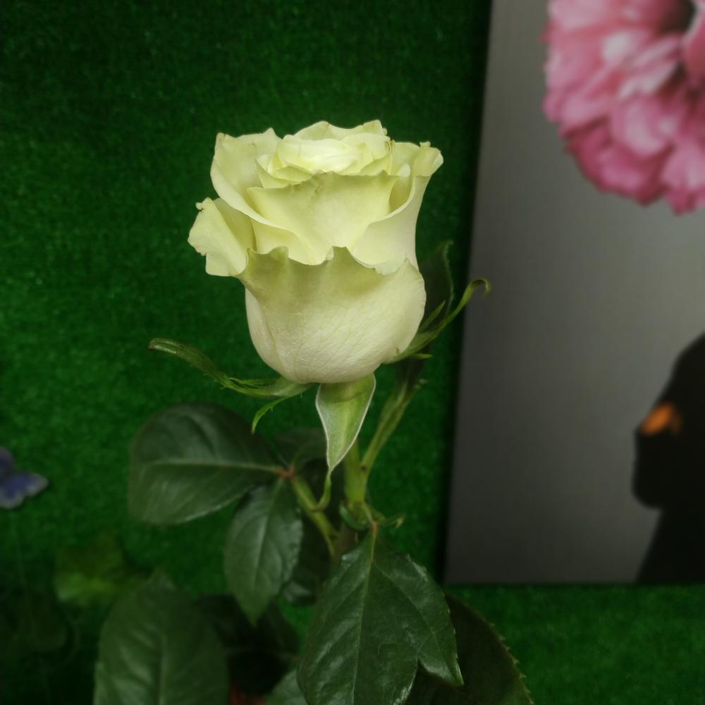 Роза мондиаль 70см