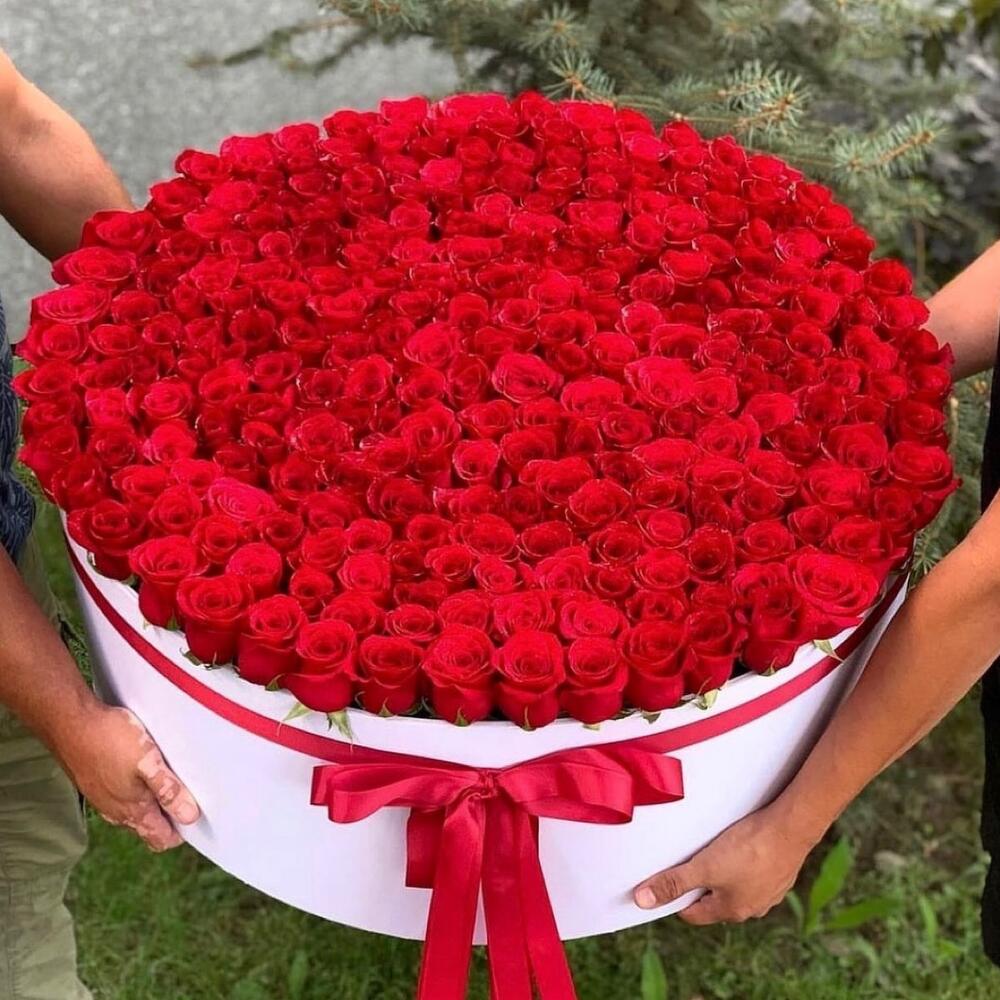 Красные розы в коробке голландские 151