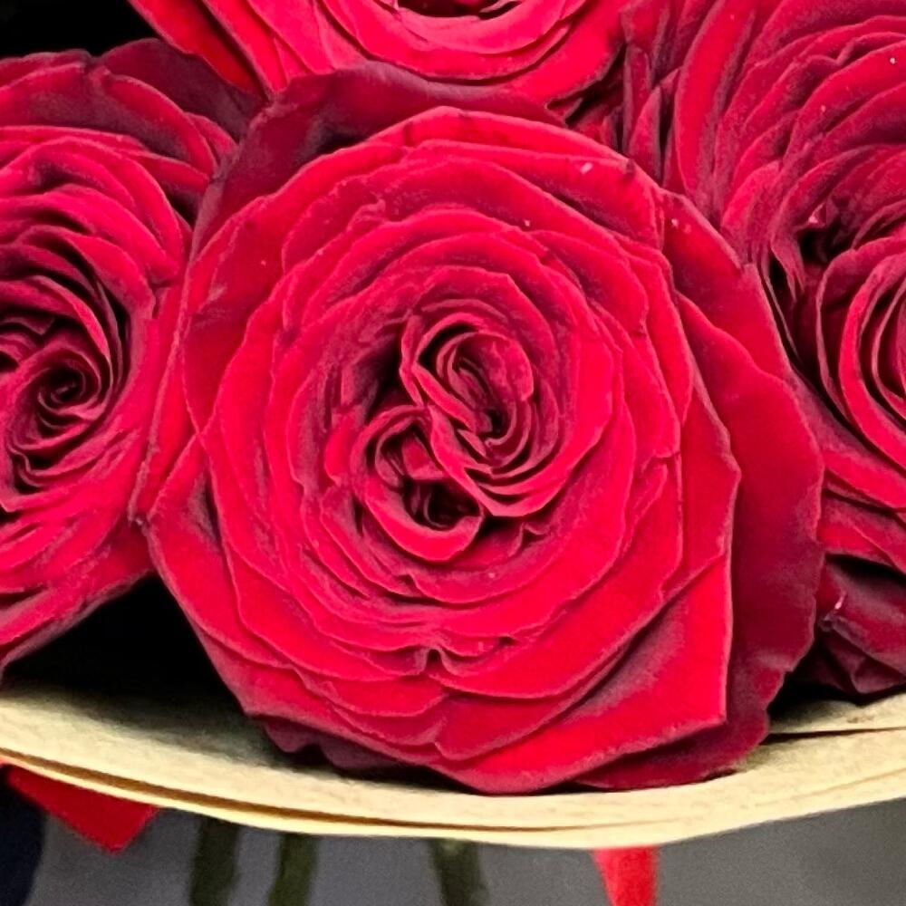 15 красных роз 🌹