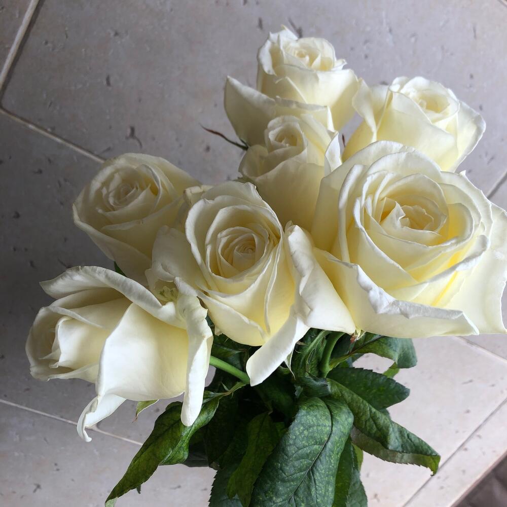 Роза Снежана