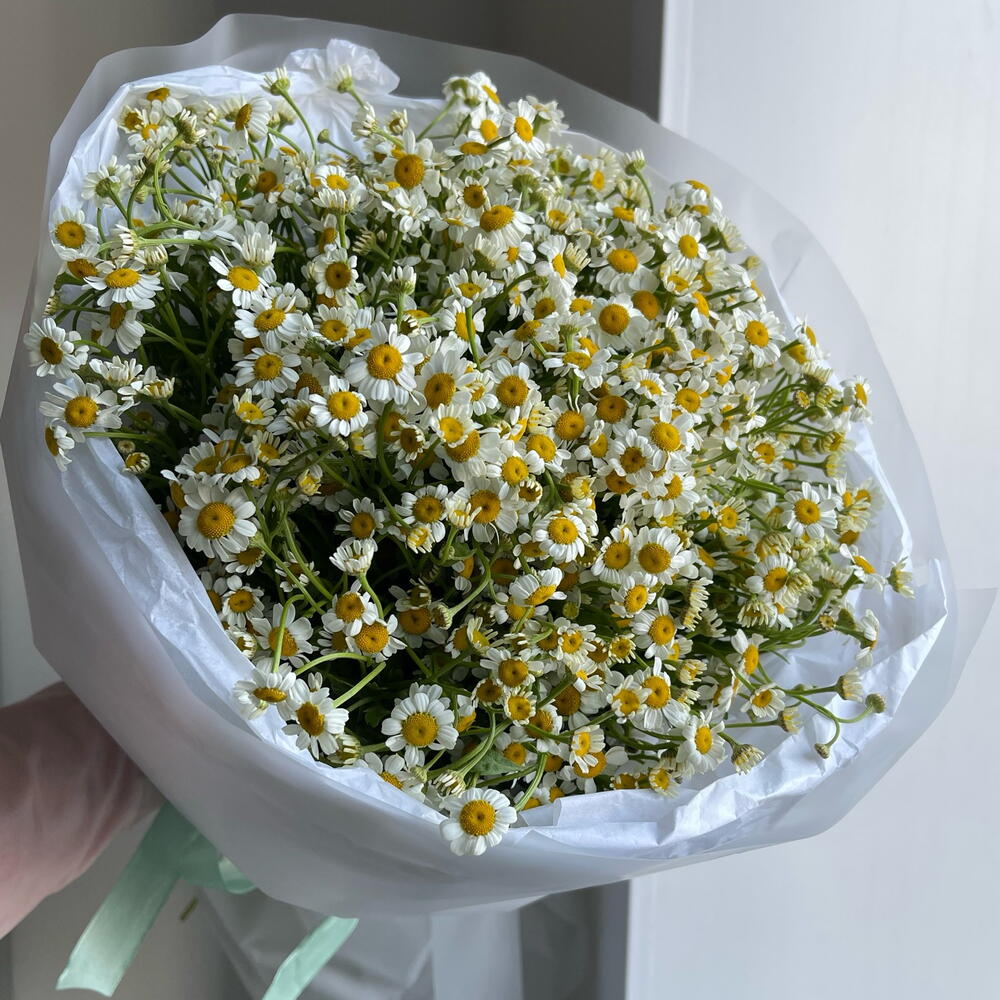 21 кустовая ромашка