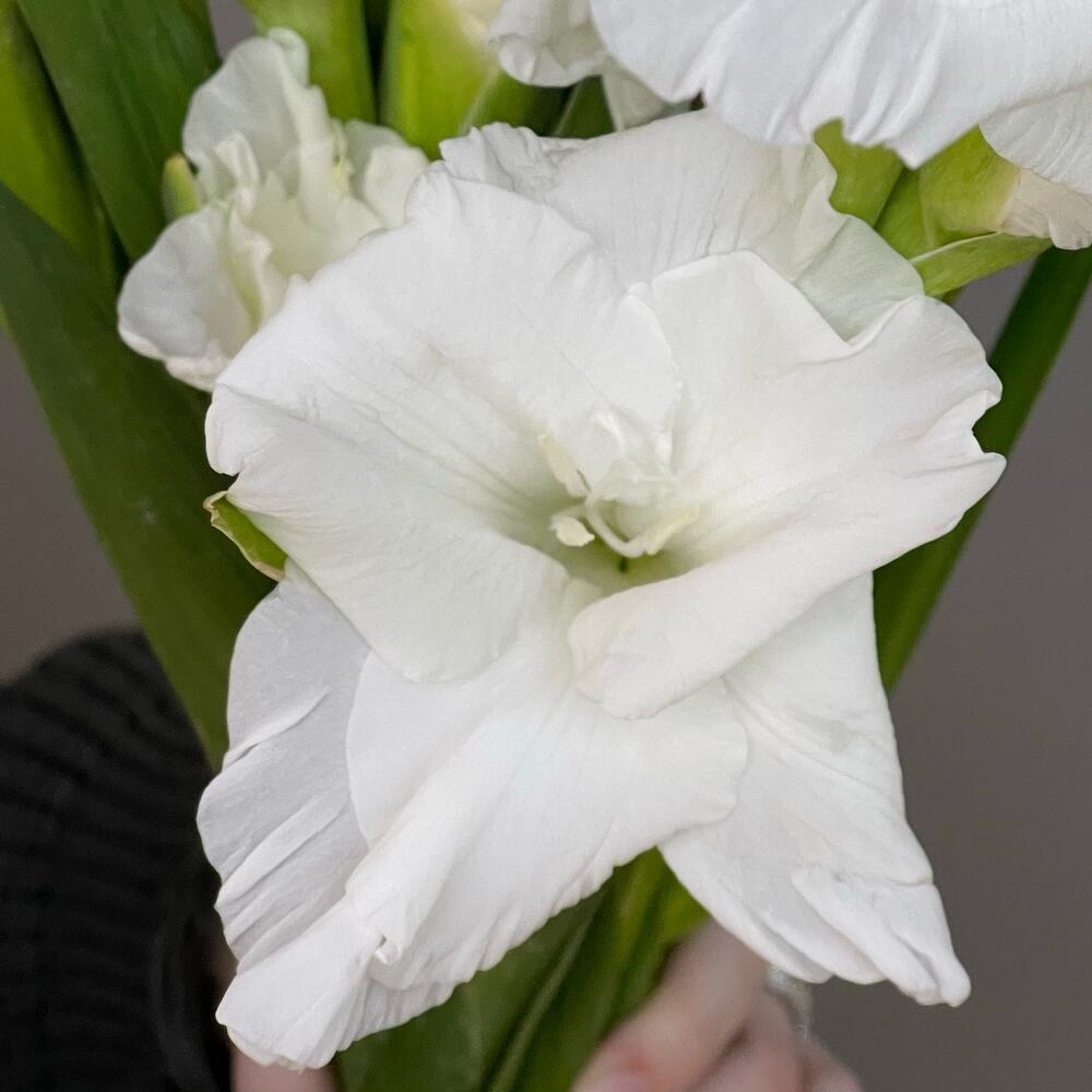 HIGHLY WHITE эффектный букет из 9 высоких гладиолусов