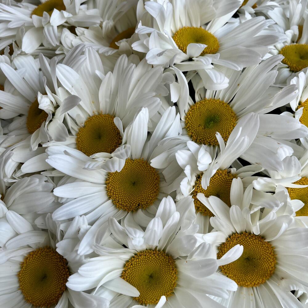 Букет из ромашек, 55 шт, арт 33 Flower Perfect
