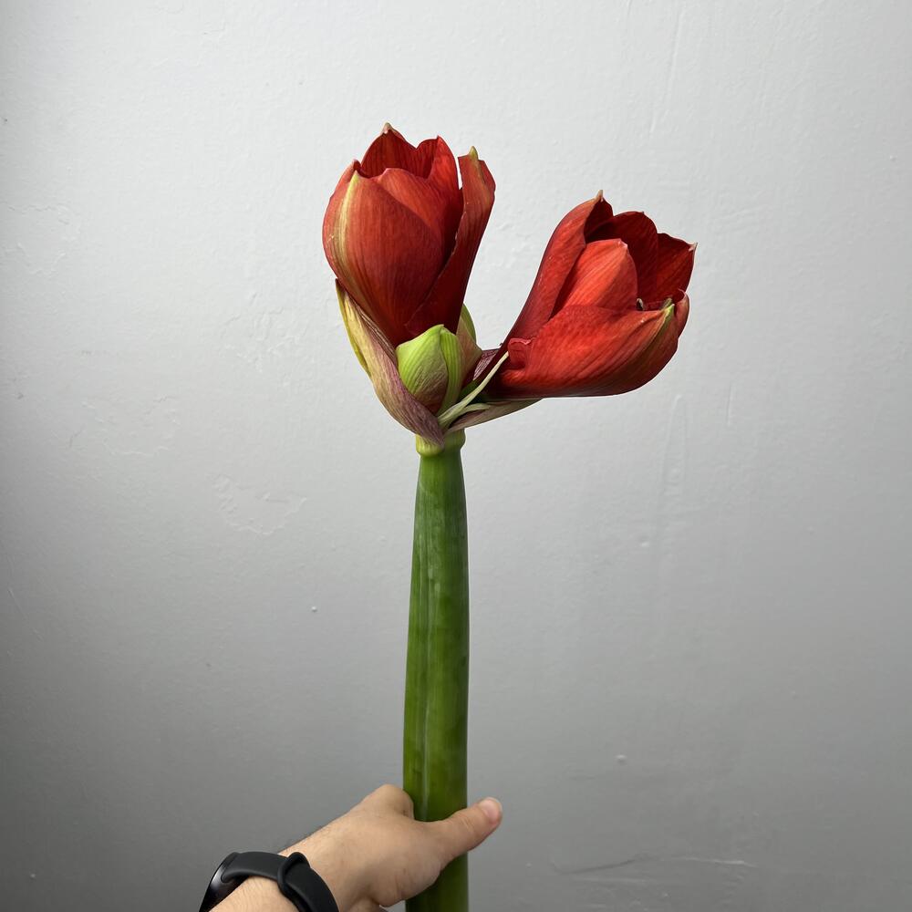 Амариллис