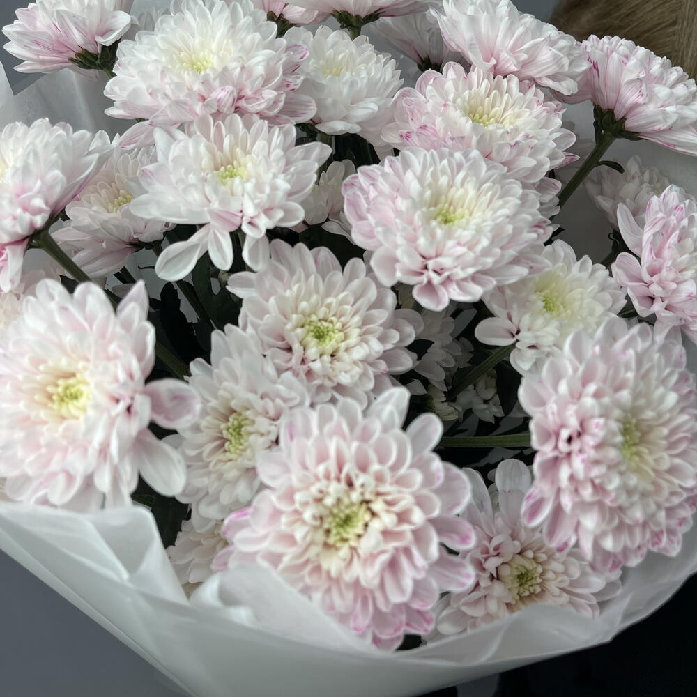 🌸 Хризантема кустовая «Розовый Вуаль»