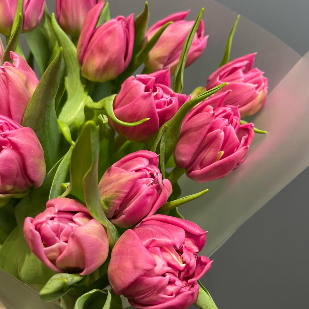 Малиновые пионовидные тюльпаны 15 штук 💐