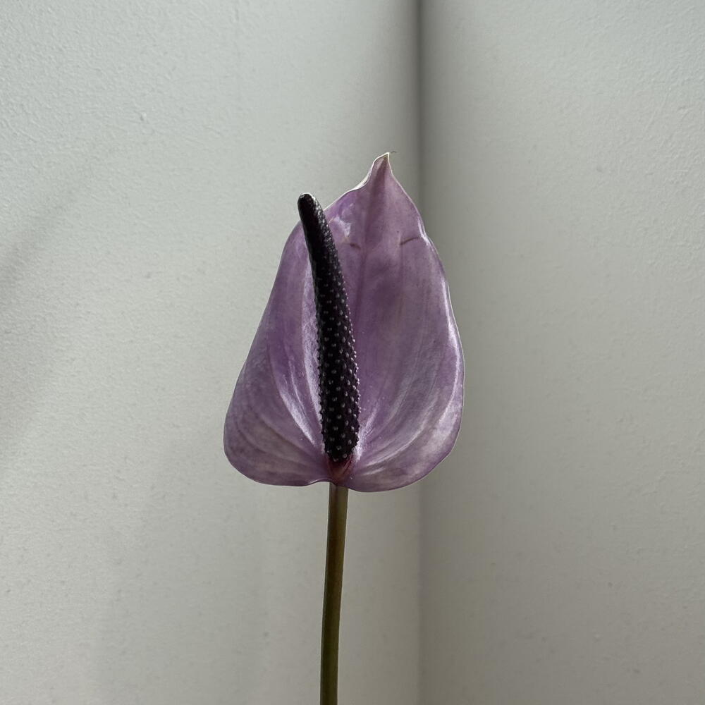Anthurium