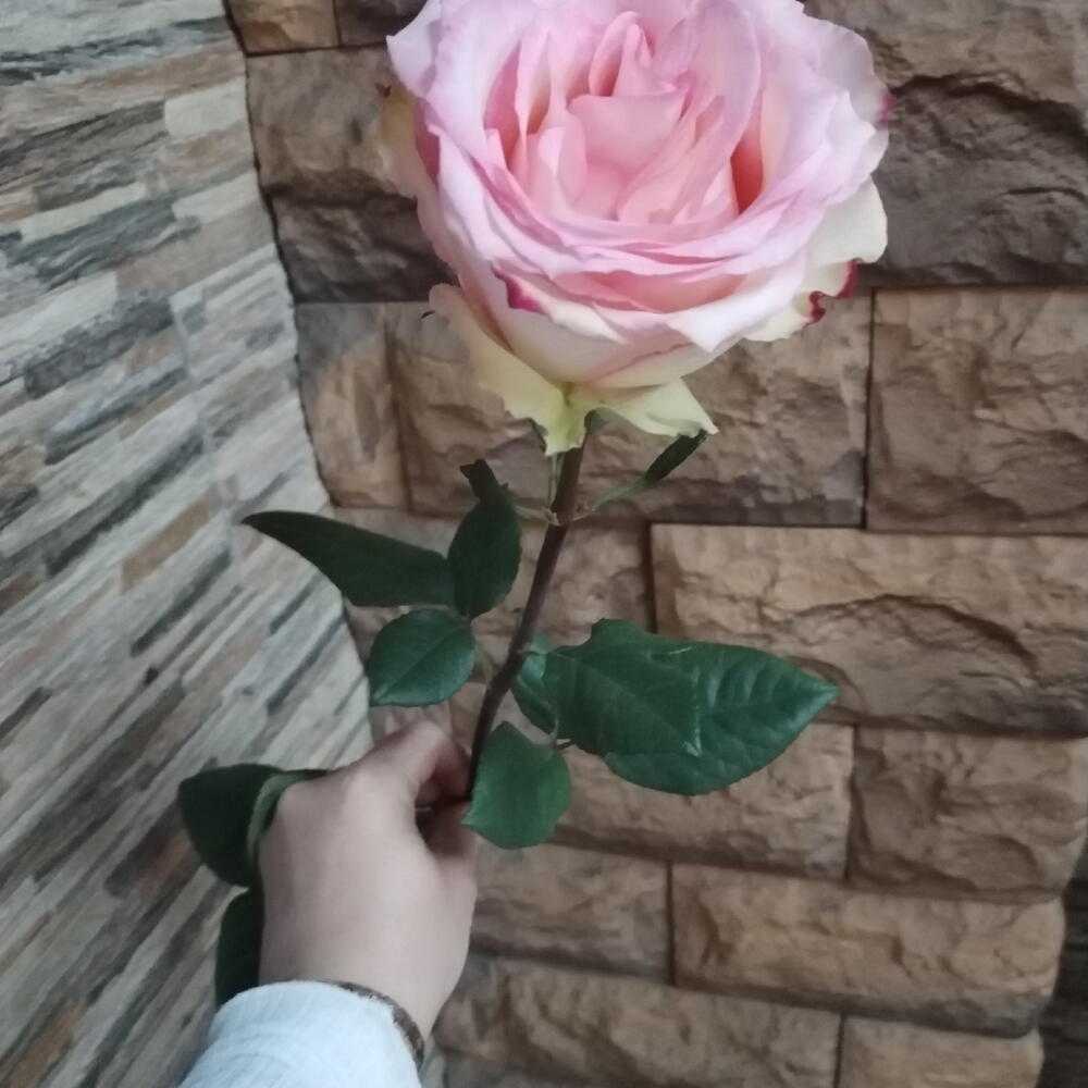 Роза Эсперанса