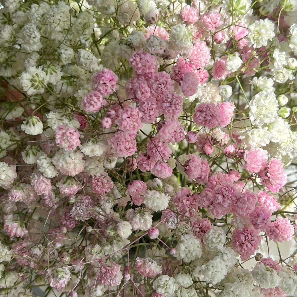 Композиция из гипсофилы