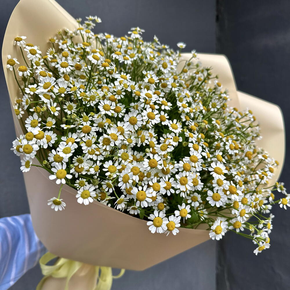 Маленькие ромашки