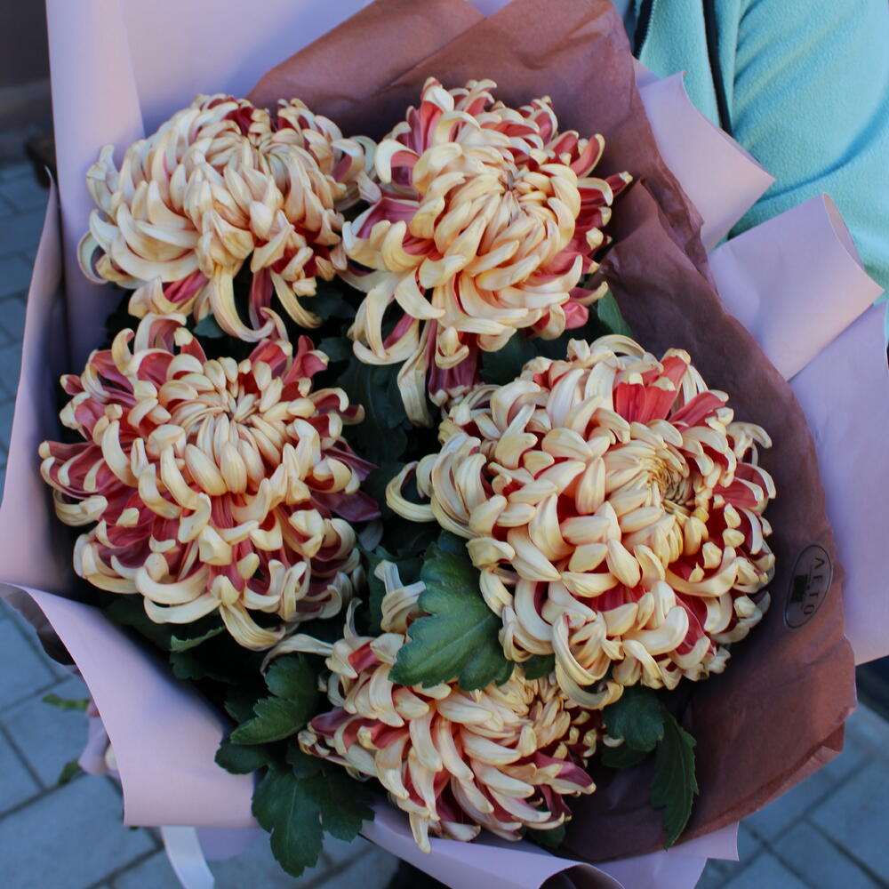 Виена