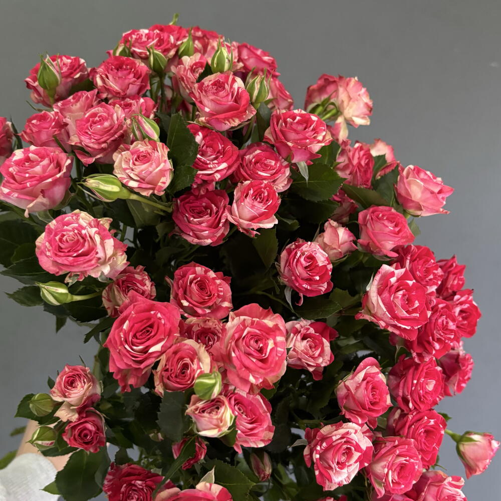 Кустовые розы малина🌷