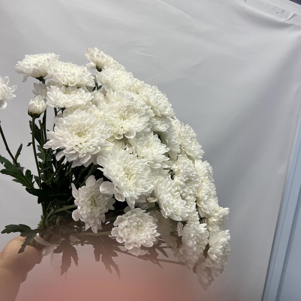 Хризантемы