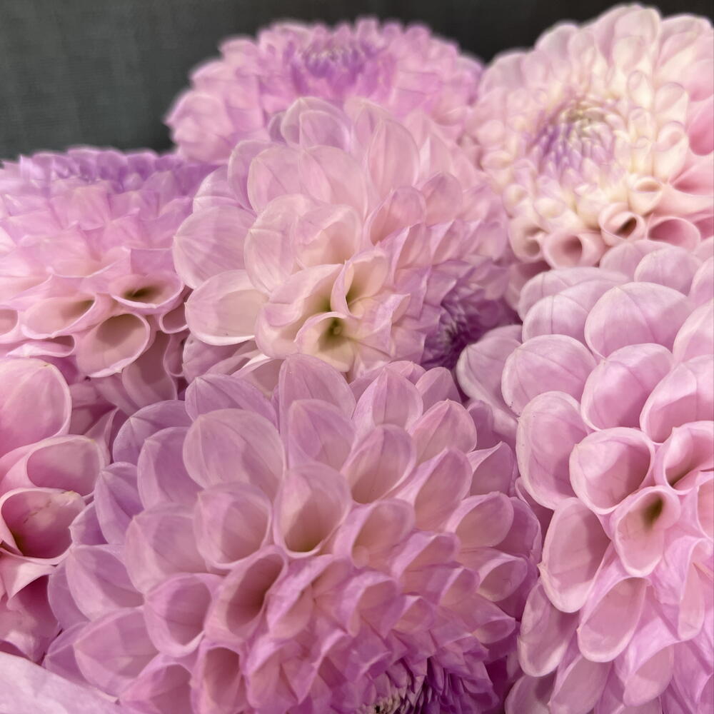 Букет с георгинами💜