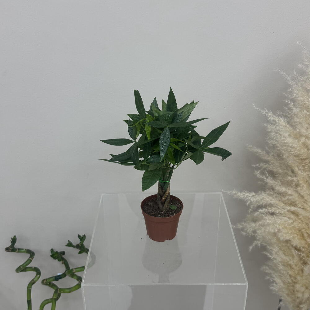 Pachira aquatica spiral 25 cm