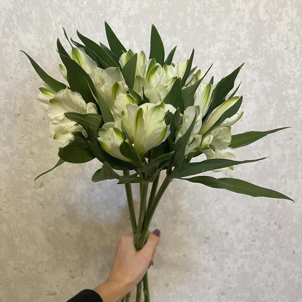 Альстромерия белая (5шт)