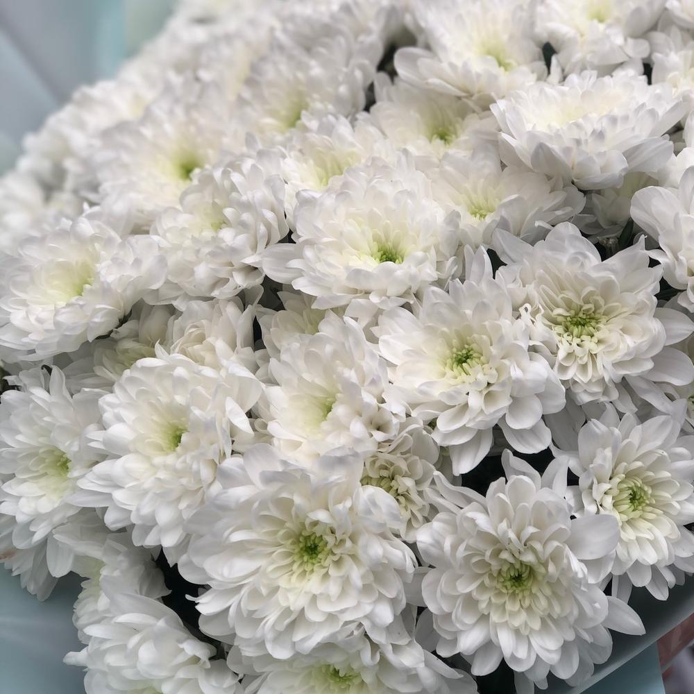15 кустовых хризантем