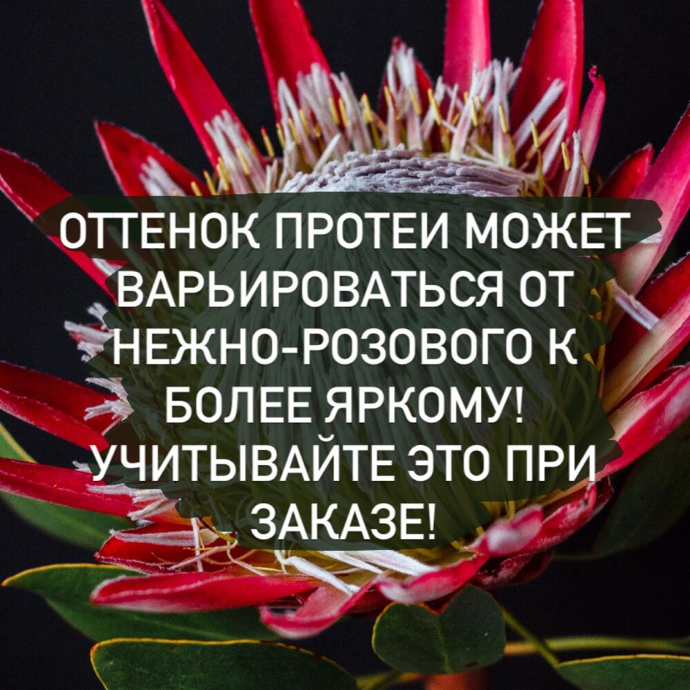 Протея