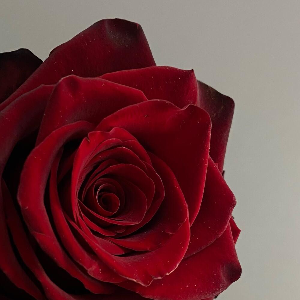 Rosa EXPLOTADOR - 70 cm