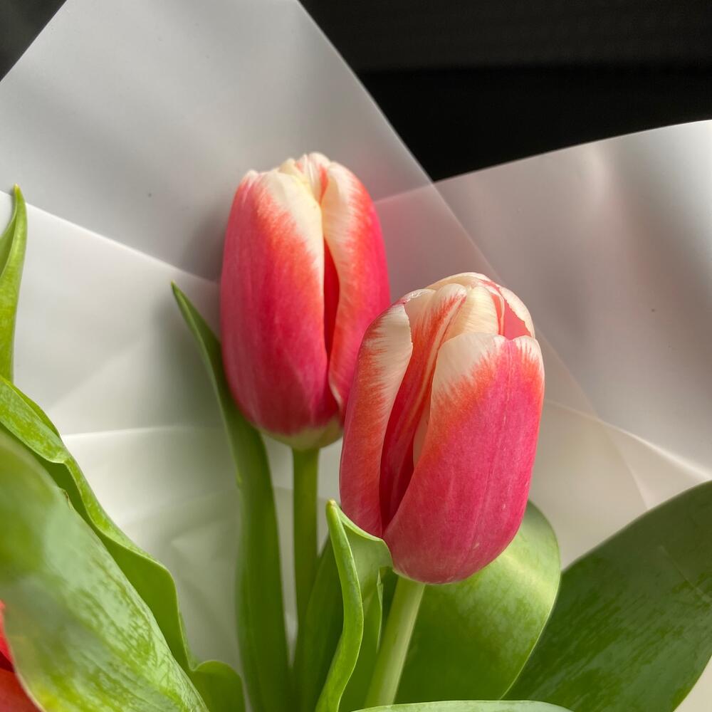Tulips