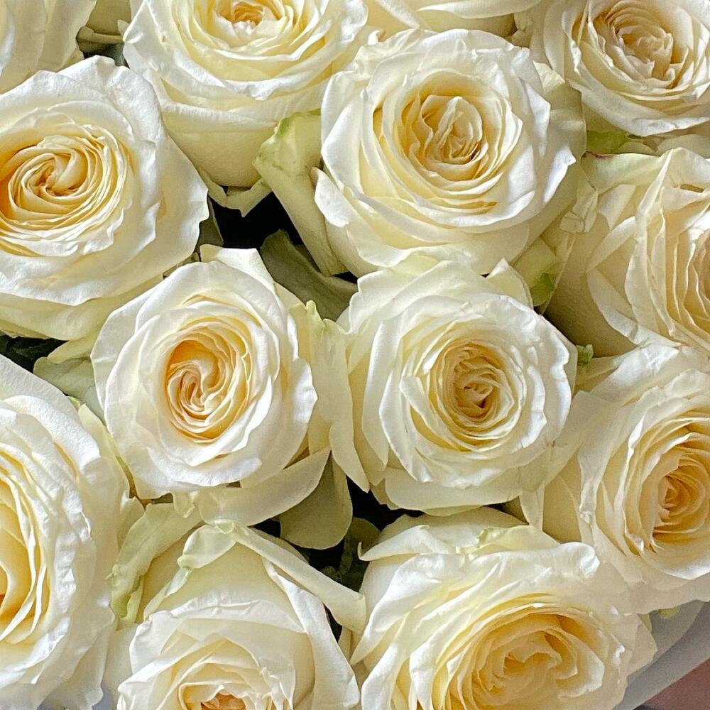 19 пионовидных роз💐