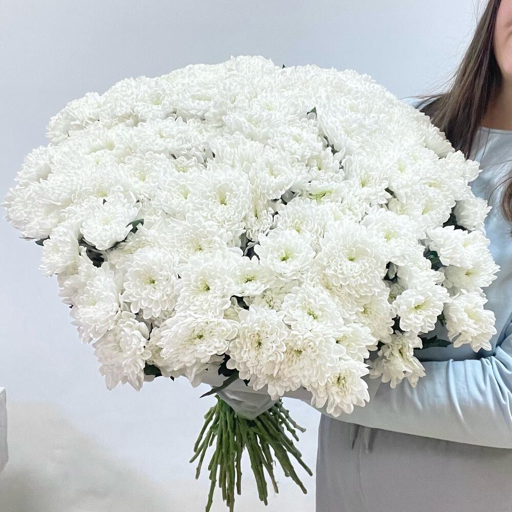 51 кустовая хризантема