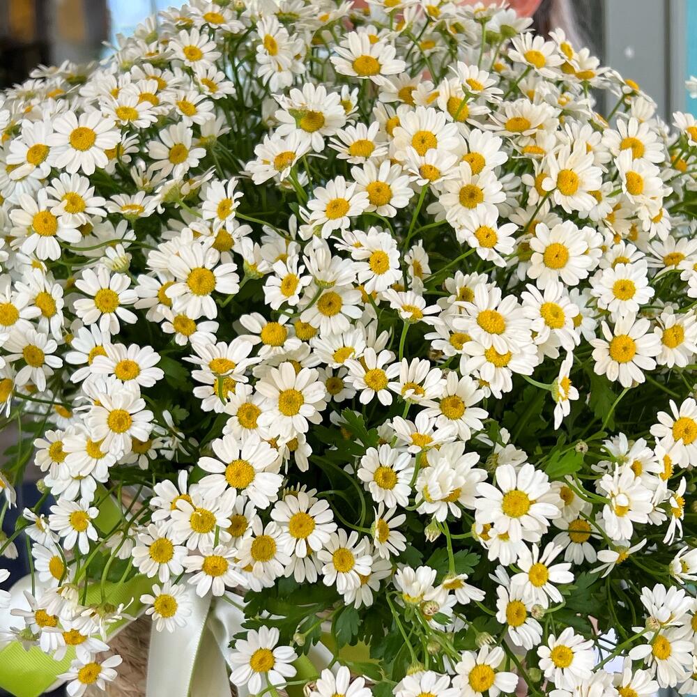 Basket of daisies