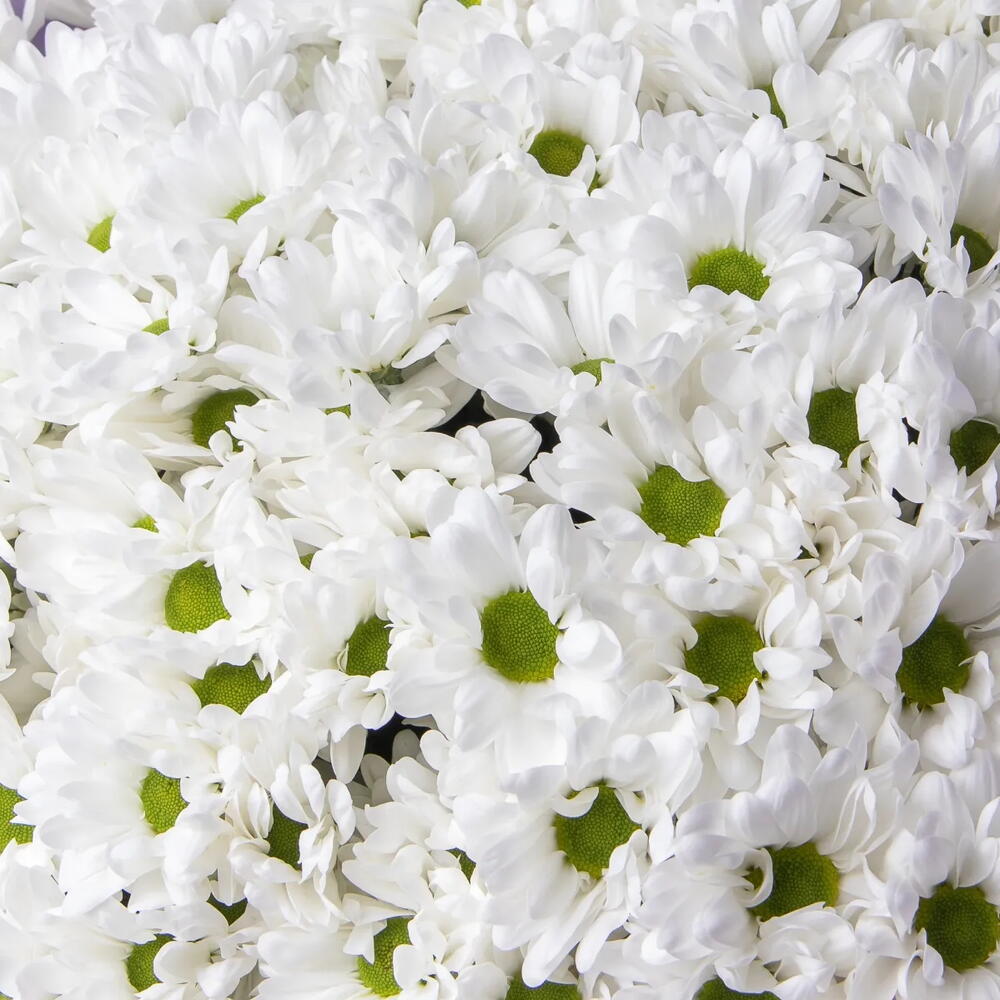 Bouquet — a huge bouquet of 35 white chrysanthemums