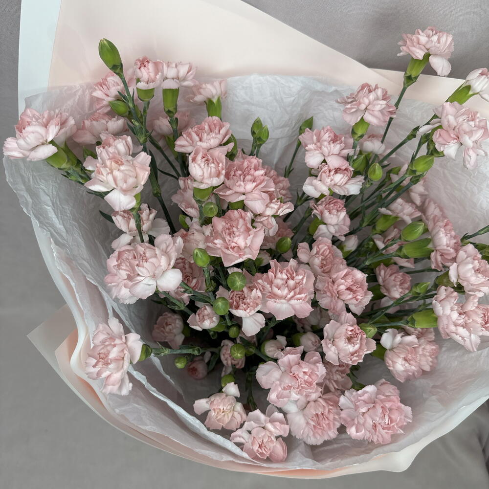 Розовые кустовые диантусы🥰🌸