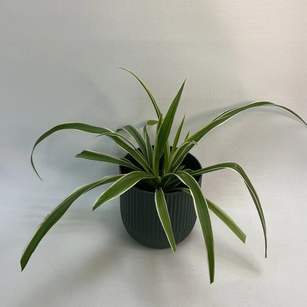 Хлорофитум / Chlorophytum