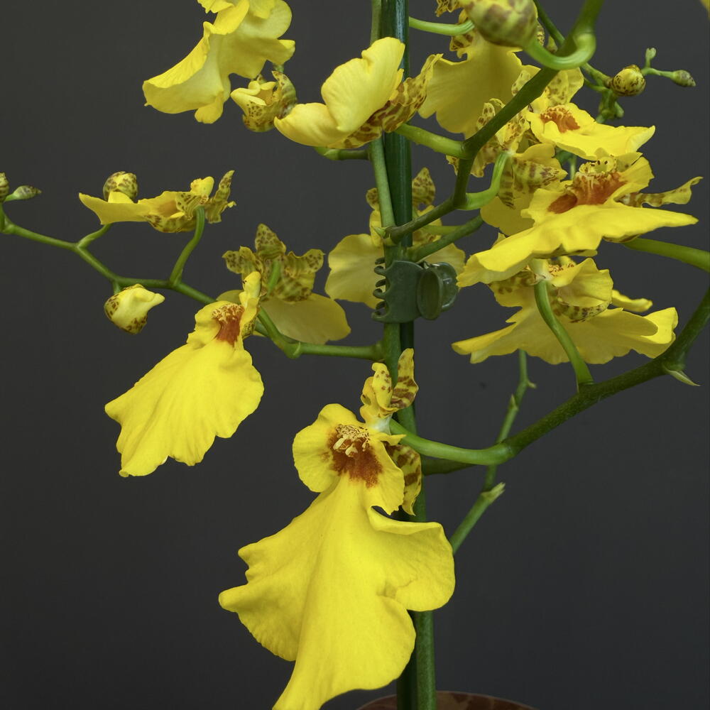 Орхидея Oncidium
