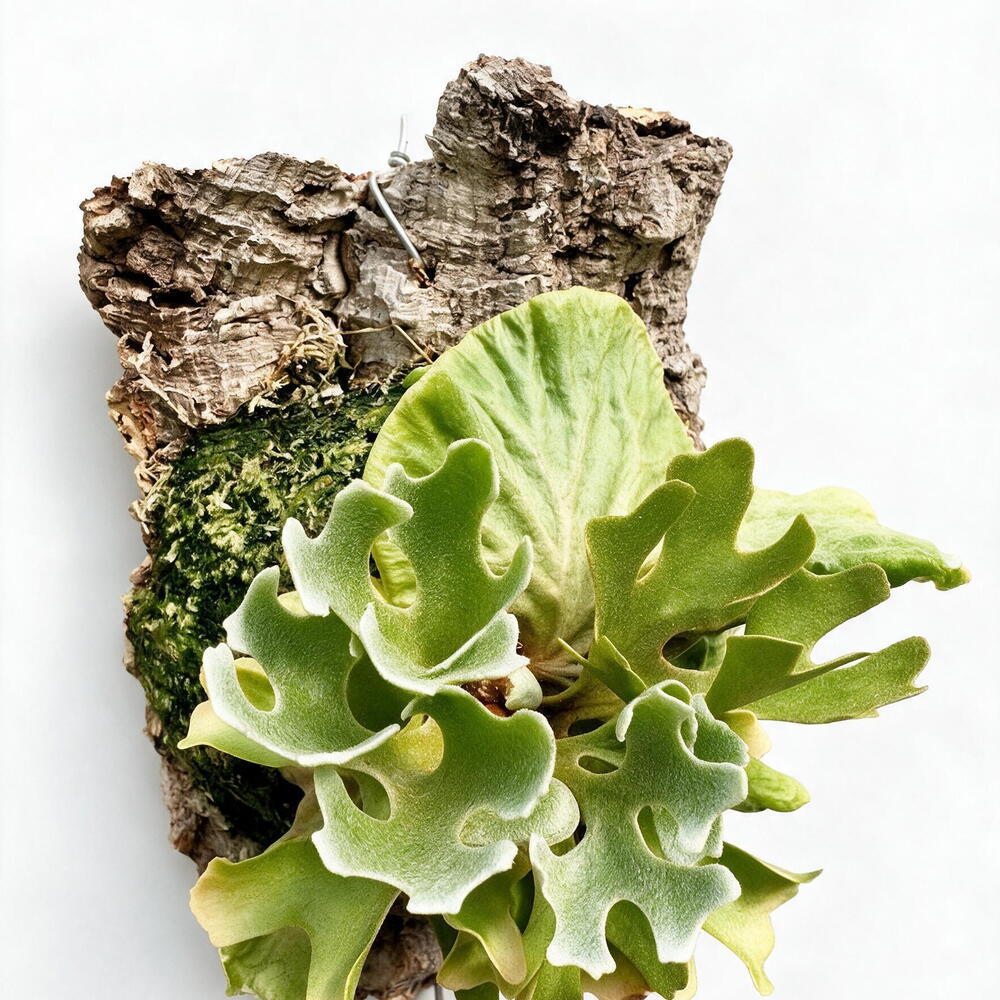 Платицериум Ридли Platycerium Ridleyi Silvery Dwarf