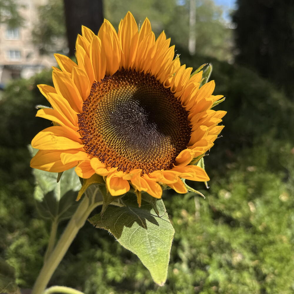 Подсолнух 🌻
