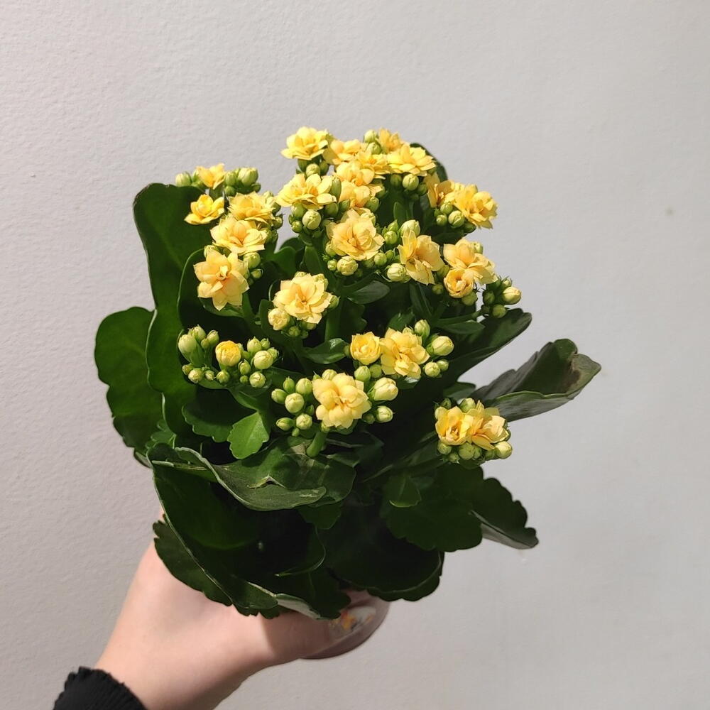 Каландива