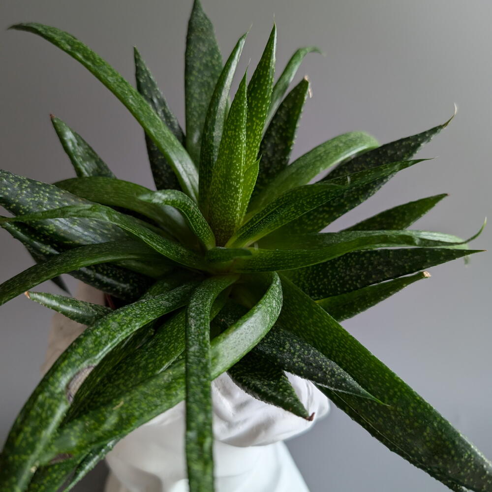 Алоэ в кашпо "Давид"