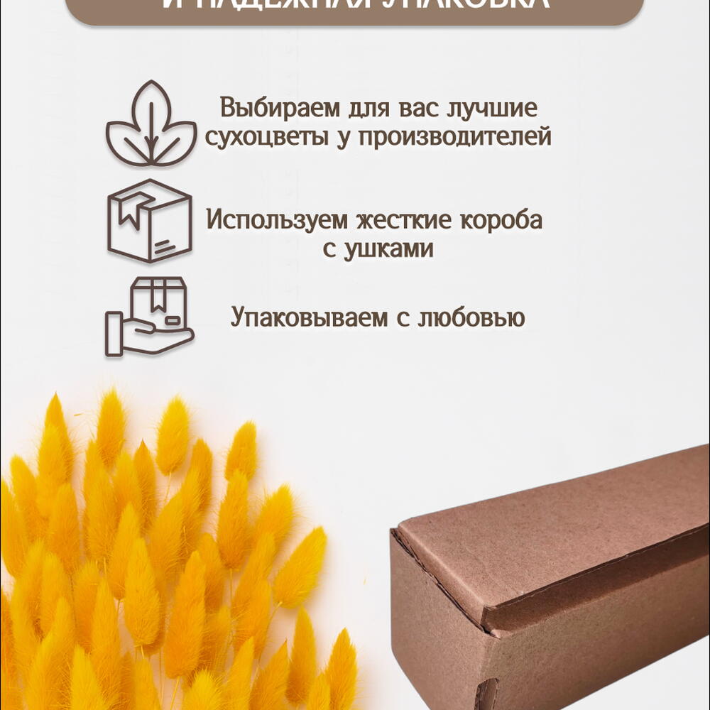 Лагурус тёмно-жёлтый 60 шт. Высший сорт. Высота 25-35 см М238