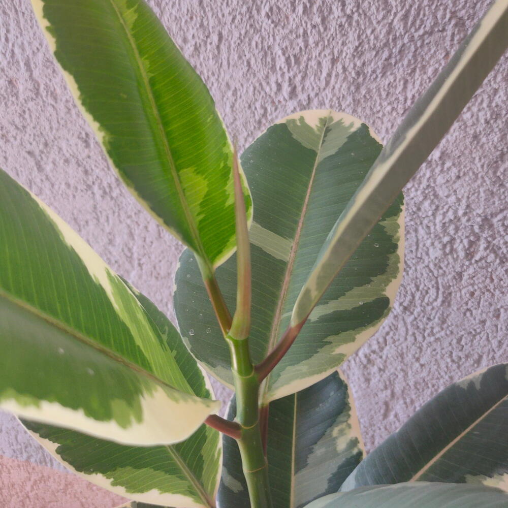 Фикус эластик Robusta