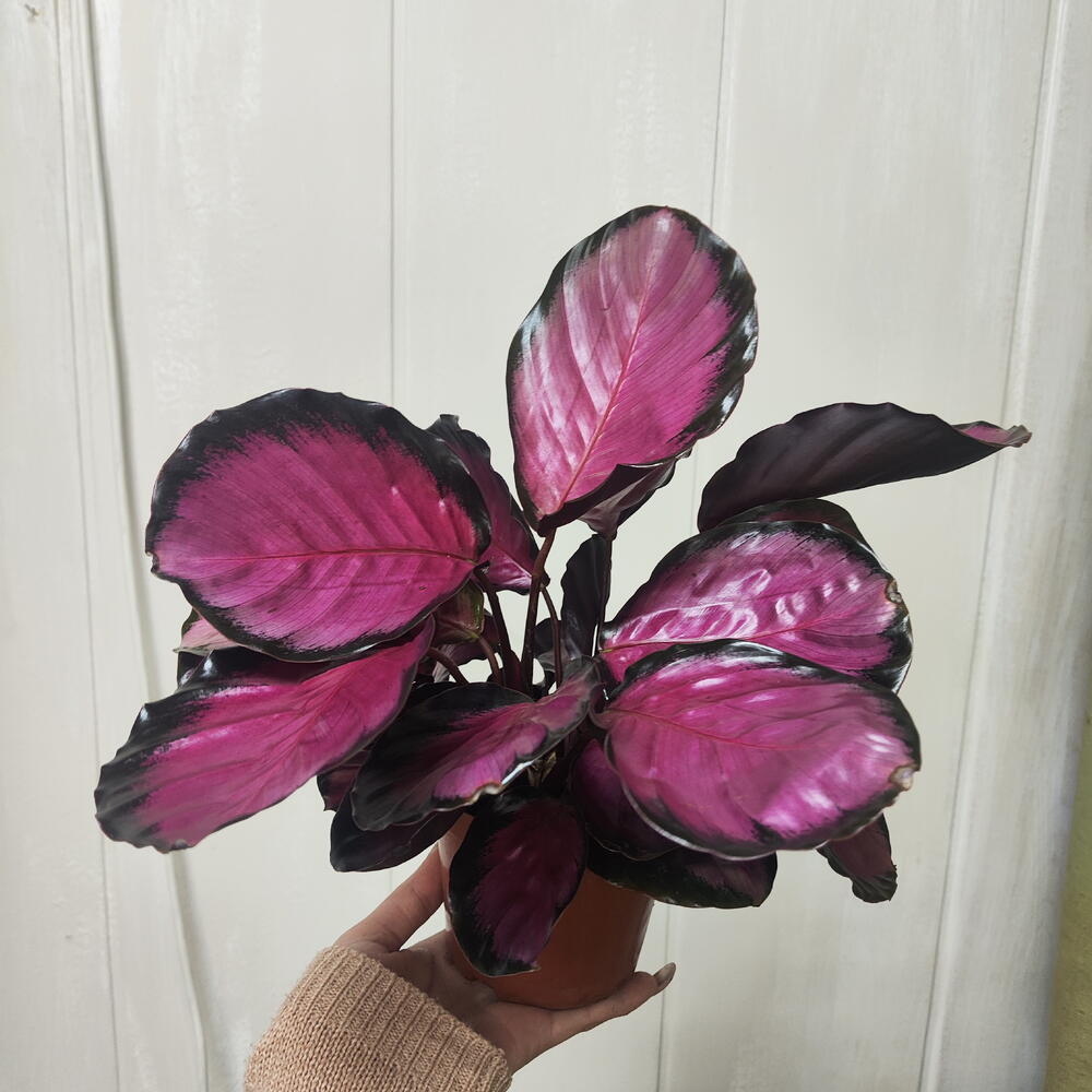 Калатея Rose Red