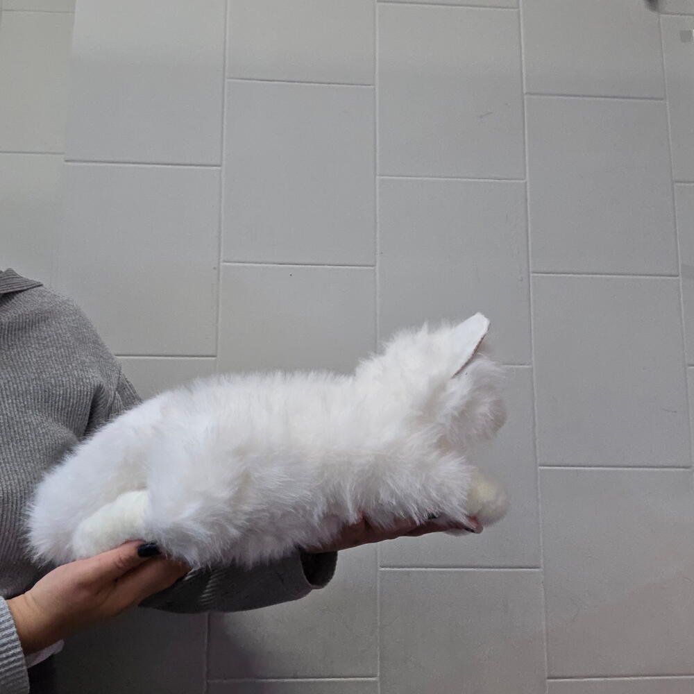 Мягкая игрушка кот , музыкальная игрушка