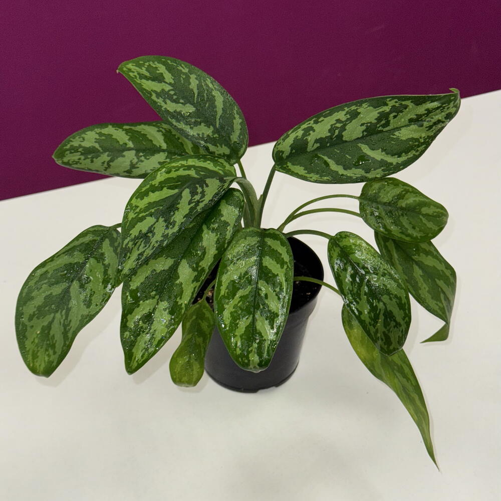 аглаонема (Aglaonema)