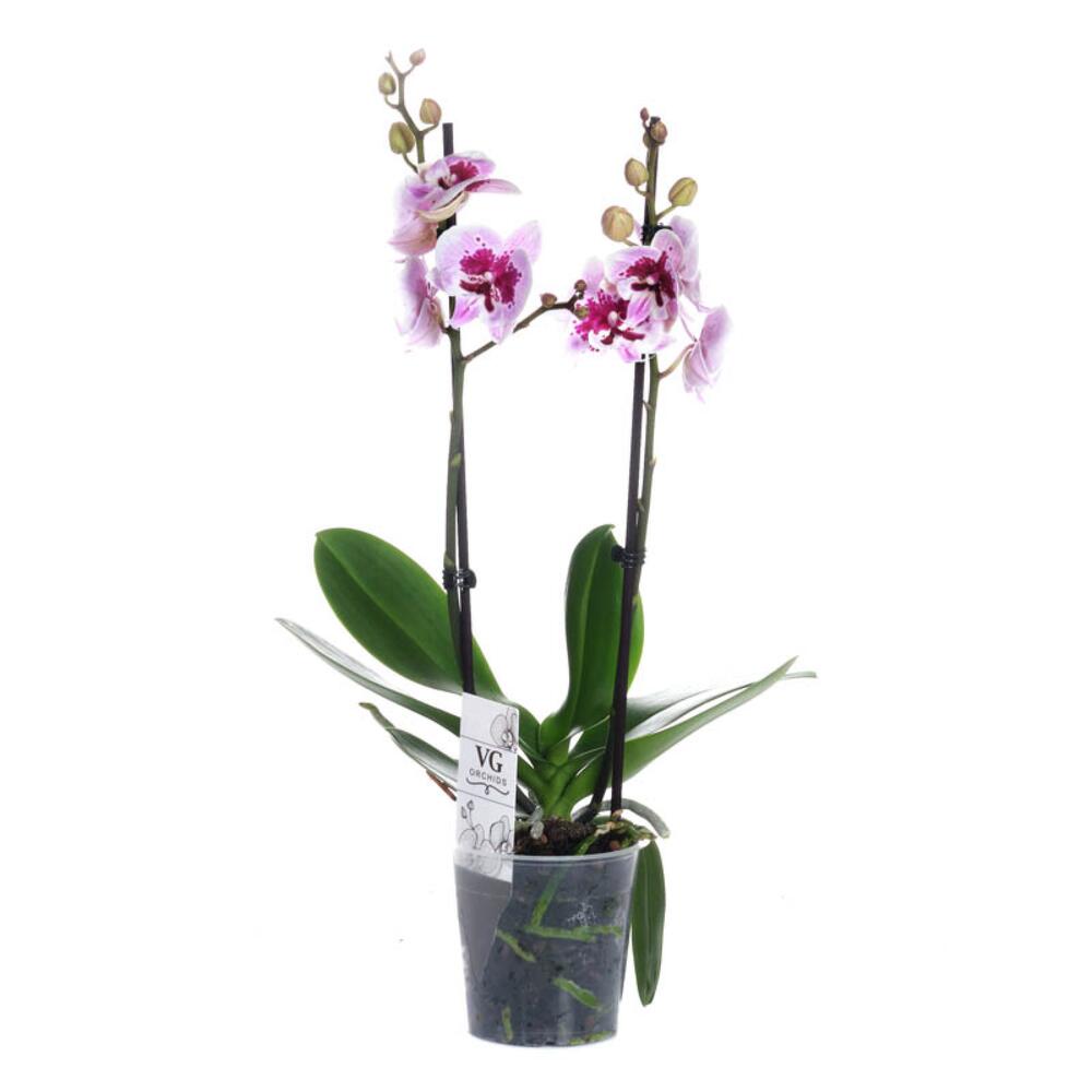 Орхидея цветущая в горшке купить срочный заказ цветов с доставкой в москве