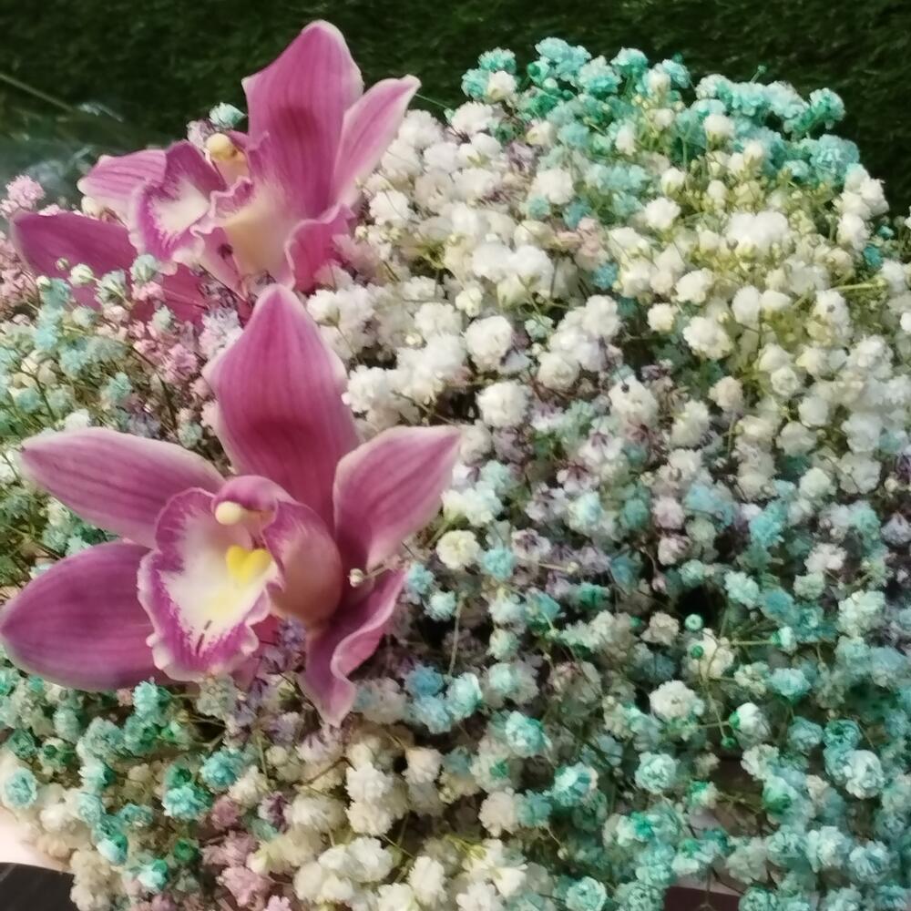 Cymbidium and gypsophila