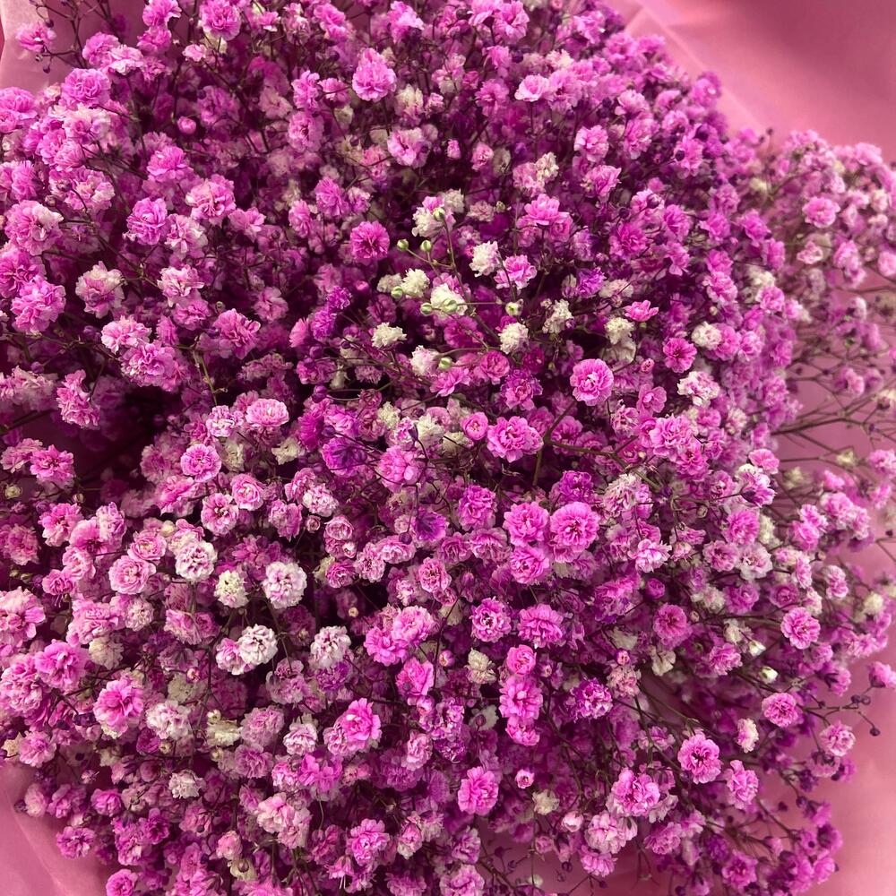 Ramo de gypsophila