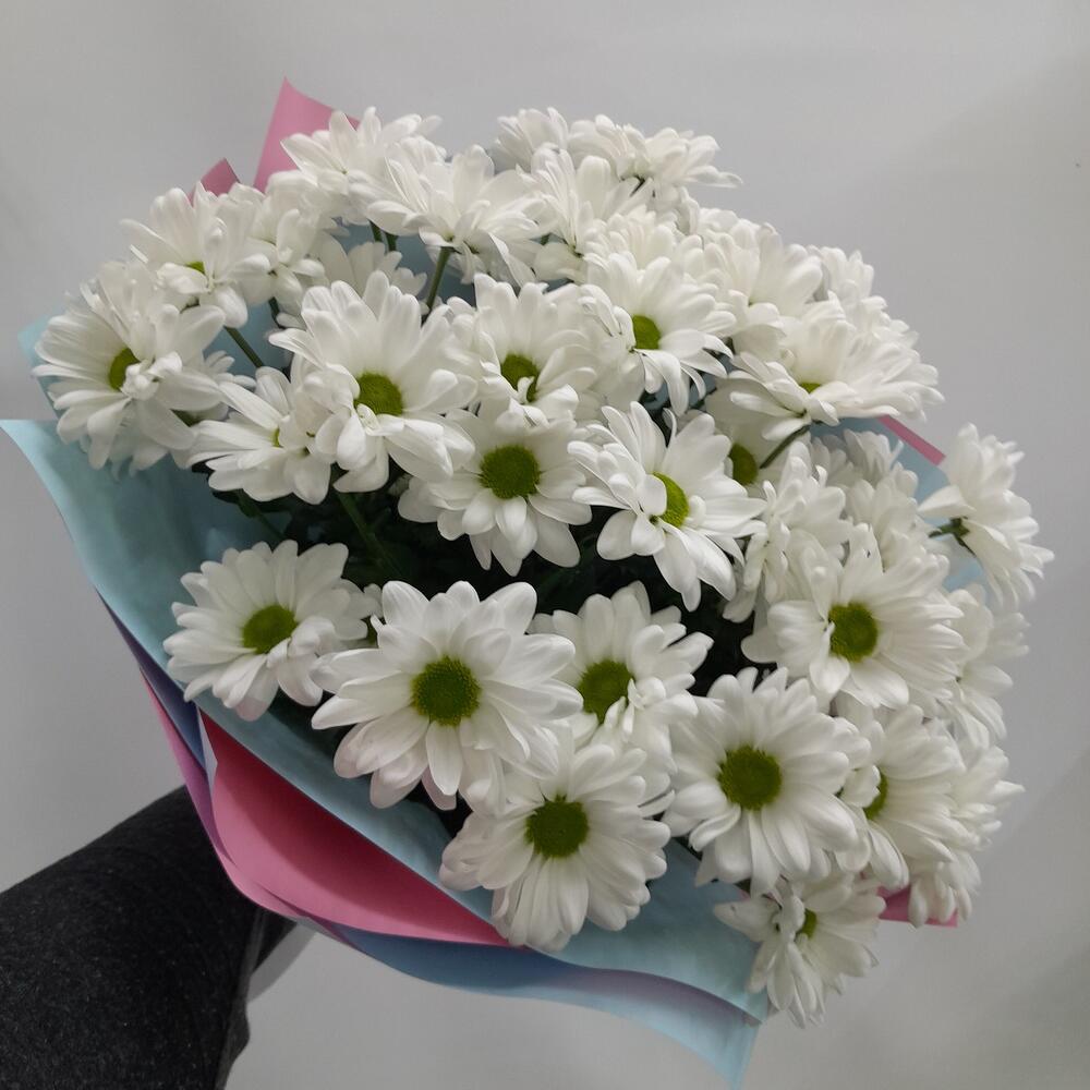 Daisies🌼