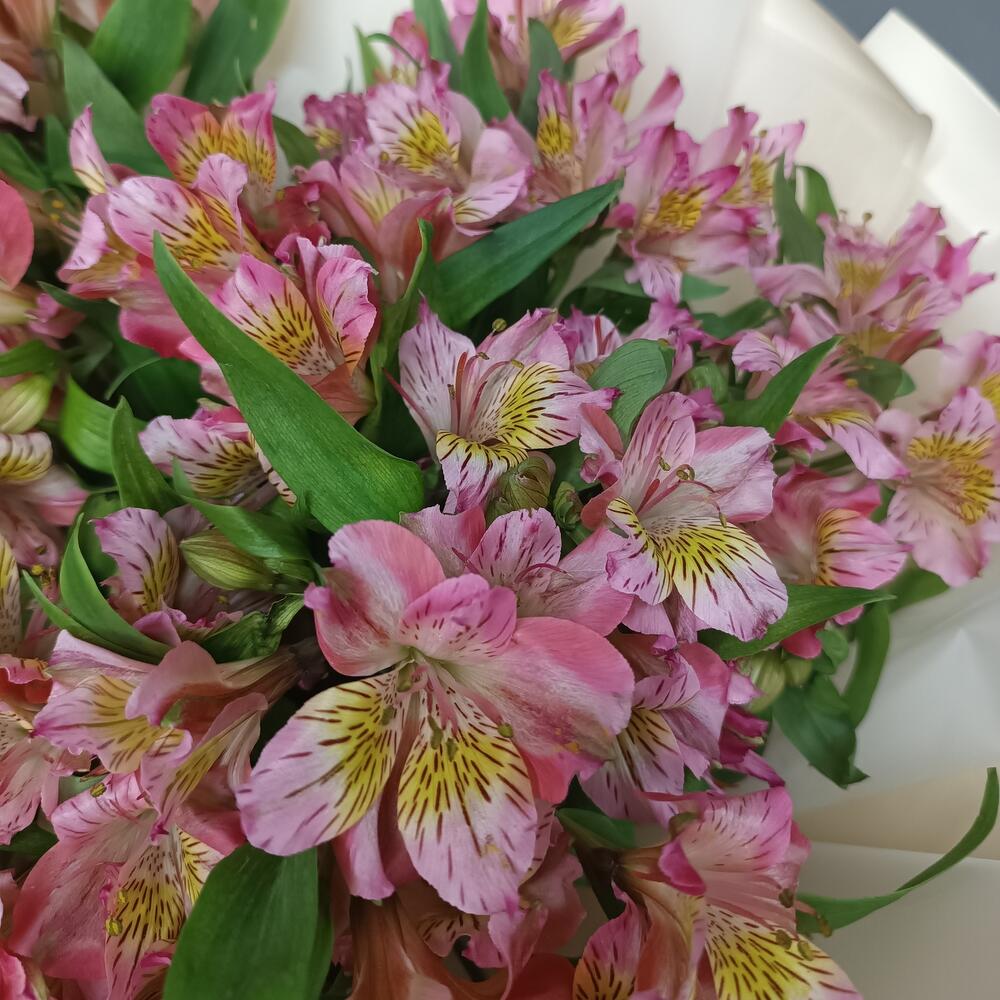 Alstroemeria 17
